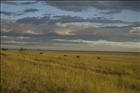 19 Serengeti Dusk